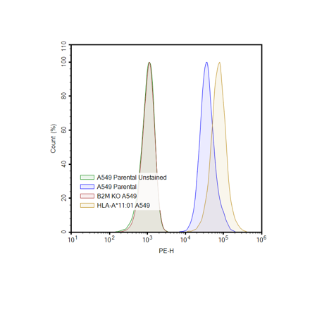 HLA-A*11:01 A549 Cell Line