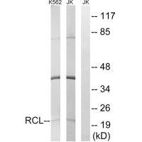 Anti-DNPH1
