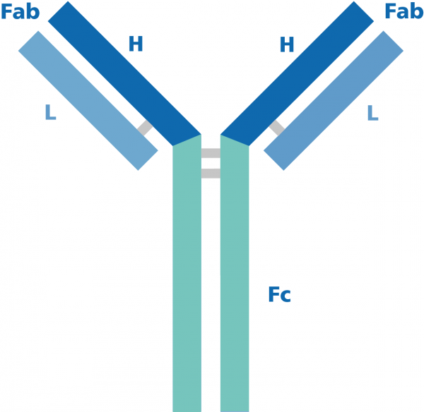 Antikoerper-Aufbau