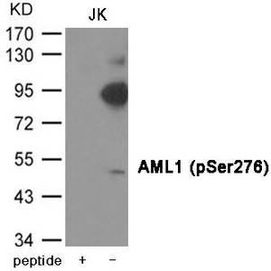 Anti-Phospho-RUNX1 (Ser276)