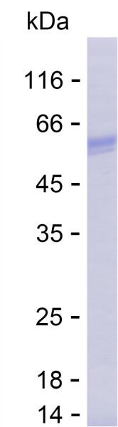 Recombinant Human Torsin 1A Protein