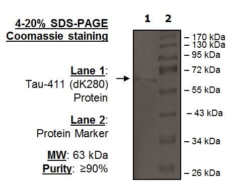 Tau-441 (dK280) Protein