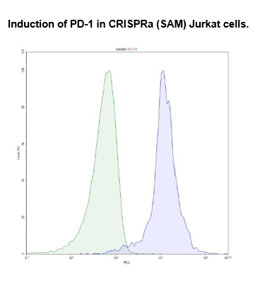 PD-1 sgRNA-MS2 for CRISPRa (Plasmid)