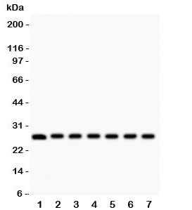 Anti-Galectin 3