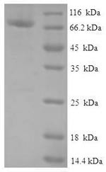 Protein FAM114A2 (FAM114A2), human, recombinant