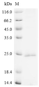 Membrane-spanning 4-domains subfamily A member 4A (MS4A4A), human, recombinant
