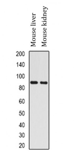 Anti-H6PD