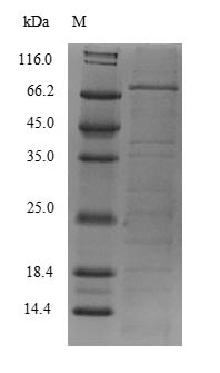 RNA exonuclease 4 (REXO4), human, recombinant