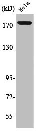 Anti-Phospho-ERBB2IP (Y1104)