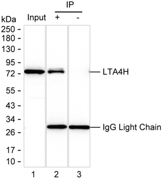 Anti-LTA4H