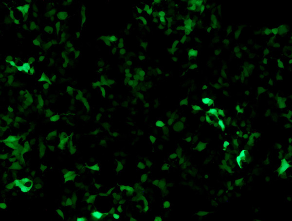 TCF/LEF GFP Reporter Vector