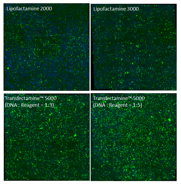 Transfectamine TM 5000 Transfection Reagent AAT Bioquest Biomol