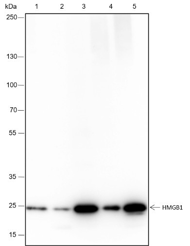 Anti-Recombinant HMGB1, clone A253