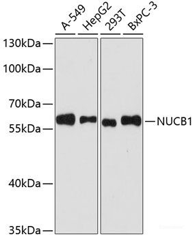 Anti-NUCB1