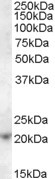 Anti-ASF1A, C-terminal