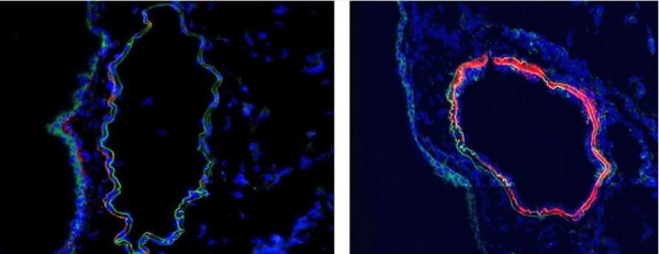 Anti-C4, Mouse, mAb 16D2