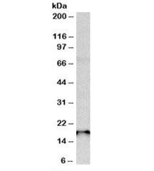 Anti-Sap30l