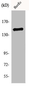 Anti-INPP5D