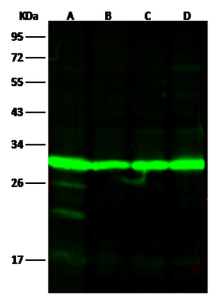 Anti-14-3-3 eta/YWHAH Monoclonal Antibody