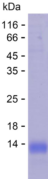 Recombinant Human LRRC3B Protein