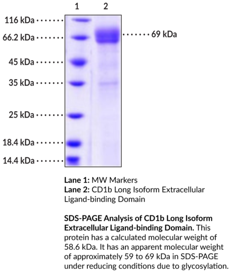 CD1b Long Isoform Extracellular Ligand-binding Domain (human, recombinant)