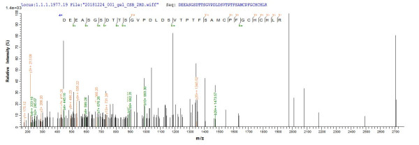 Biglycan (Bgn), mouse, recombinant