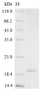 Platelet derived growth factor subunit B (PDGF-B), partial, chicken, recombinant