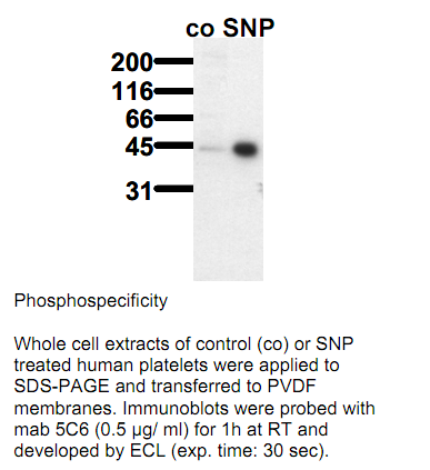 Anti-phospho-VASP (Ser157), clone 5C6