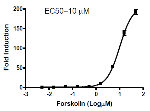 CRE/CREB Reporter (Luc) - Jurkat Cell Line (cAMP/PKA Signaling Pathway)