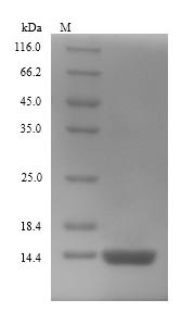 Thiosulfate sulfurtransferase GlpE (glpE), Escherichia coli, recombinant
