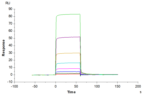Biotinylated Human ANGPT2/Angiopoietin-2 Protein