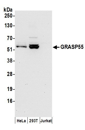 Anti-GRASP55