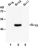 Anti-G.alpha.13, monoclonal