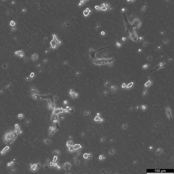 C8-D1A Cells