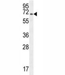 Anti-CD31 / PECAM-1