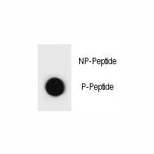 Anti-phospho-TSC1 (Ser1080)
