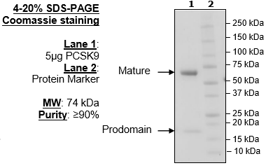 PCSK9, C-terminal His-Avi, Biotin-labeled