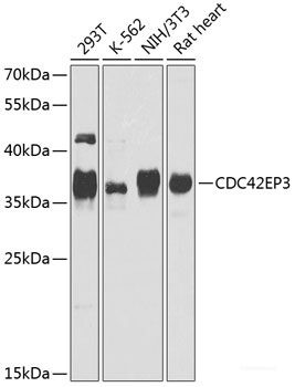 Anti-CDC42EP3