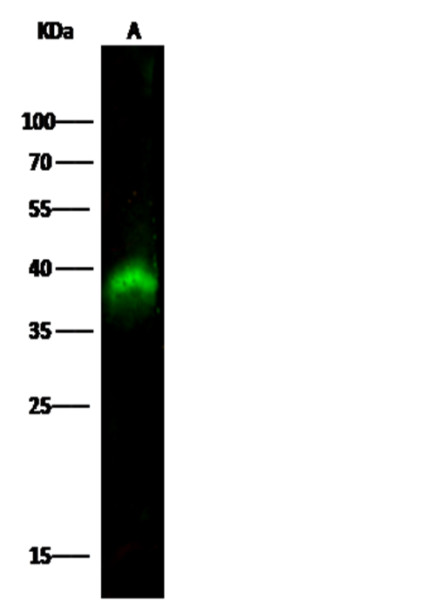 Anti-PDK/PDZ binding kinase/TOPK Monoclonal Antibody