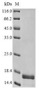 D (1A) dopamine receptor (DRD1), partial, human, recombinant