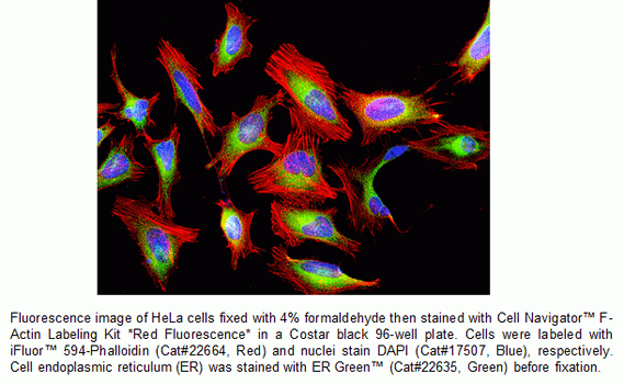 Cell Navigator(TM) F-Actin Labeling Kit *Red Fluorescence*