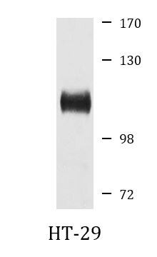 Anti-DDX11