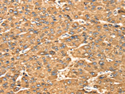 Anti-MAPK7