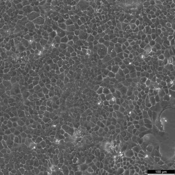 BNL CL.2 Cells