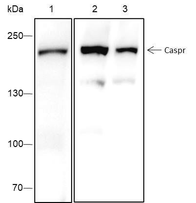 Anti-Recombinant Caspr, clone A445
