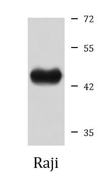 Anti-CD24