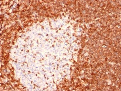 Anti-bcl-2(8C8), CF405S conjugate, 0.1mg/mL