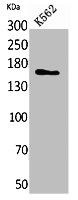 Anti-LAMC2