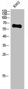 Anti-GPC5