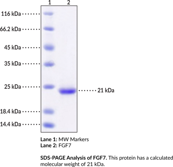 FGF7 (human, recombinant)